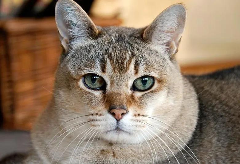 主人以为蓝猫太胖,主人嫌弃猫太胖决定把它丢掉