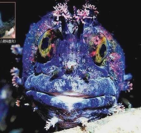 核废水泄漏海鲜吃了一定会患癌吗,日本排放核污水后吃海鲜有危害吗