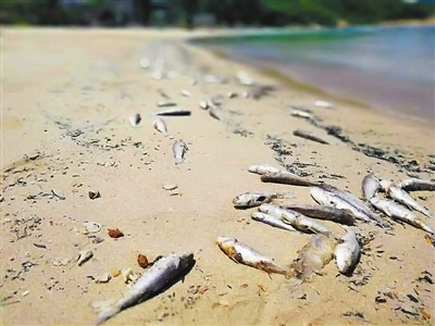 “山海通吃”的海滨之狼,却也时常为食物发愁