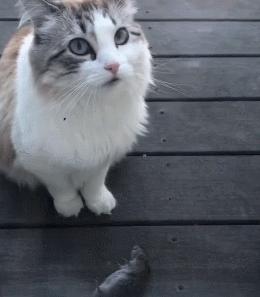 店老板养的猫咪,小卖部老板养了一只招财猫