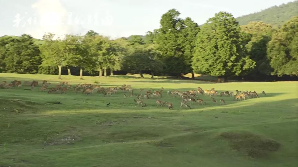 日本新冠疫情严峻时期,日本新冠疫情实时动态最新