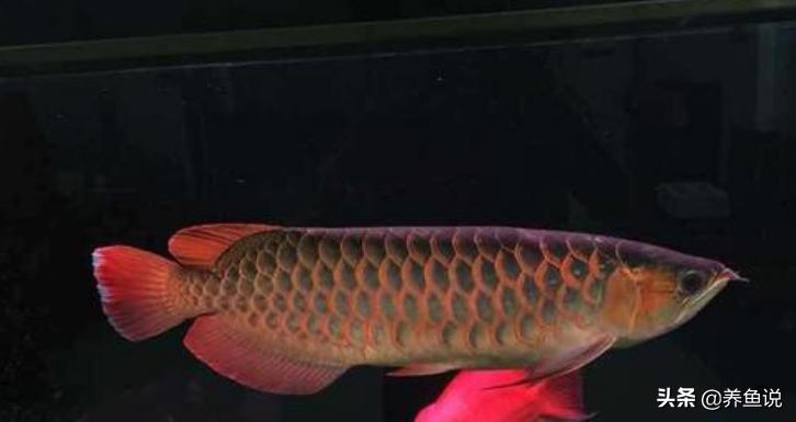 宠物鱼生病了怎么处理,鹦鹉鱼受到惊吓怎么处理