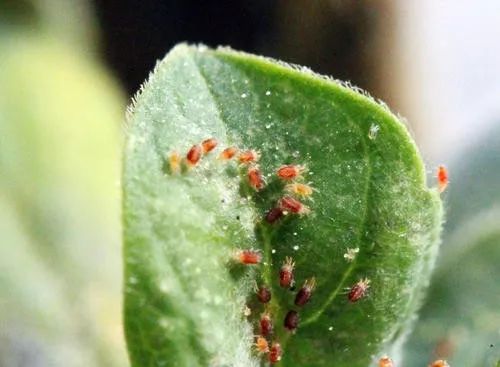 打红蜘蛛有什么便宜的特效药,17-25度红蜘蛛打什么药效果最好