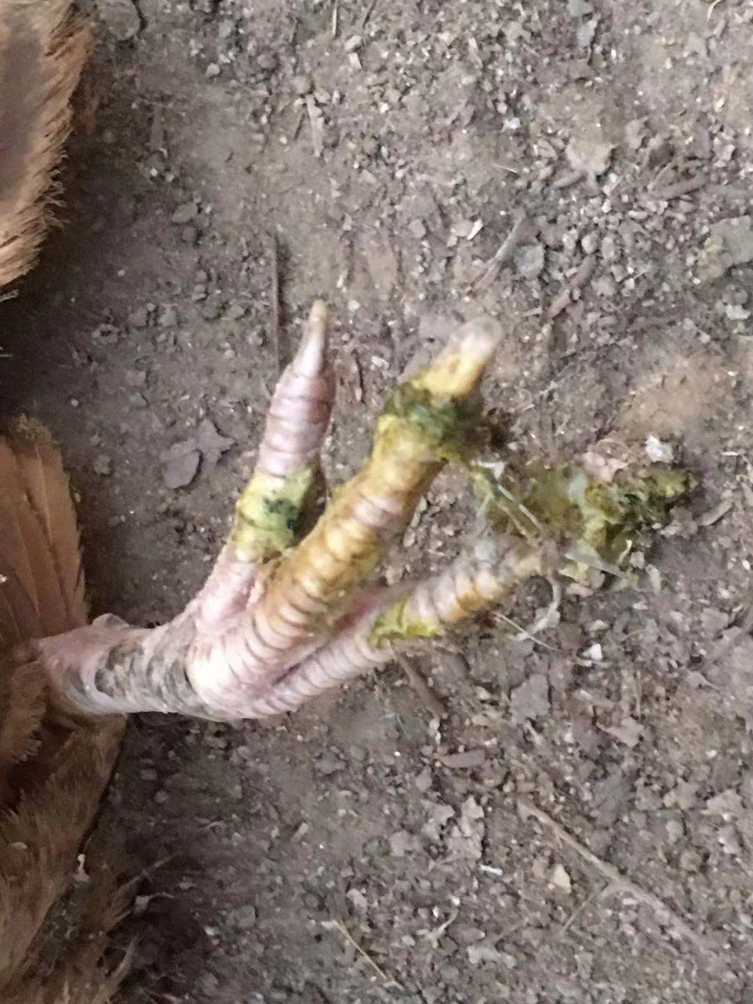 鸡冠肉肿胀的原因,鸡冠发白又肿起来是怎么回事