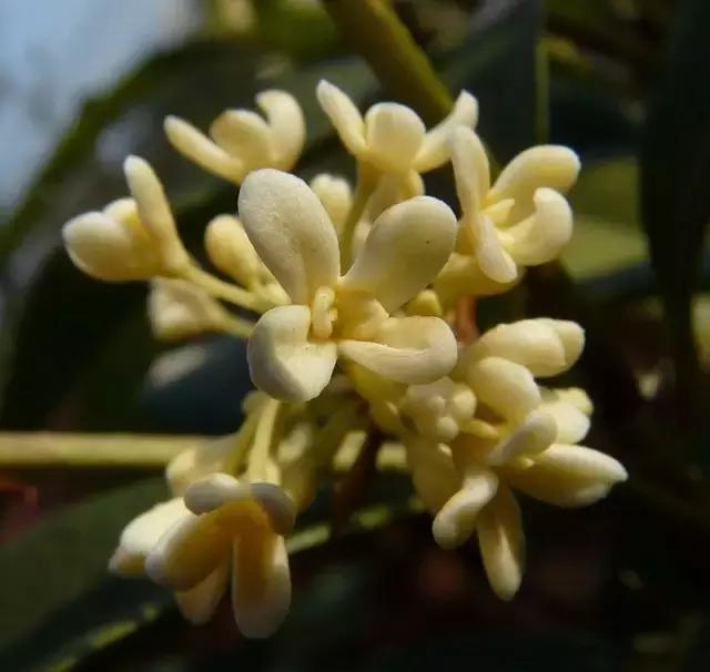 常见100种花卉介绍图片,四个季节开花的植物花卉有哪些