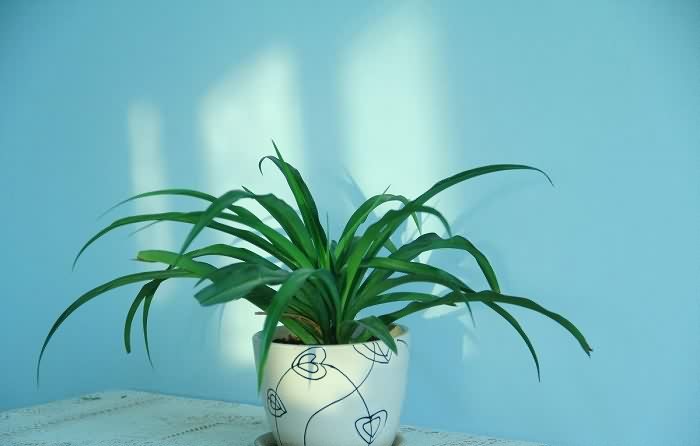 除甲醛最好最快的植物排行榜,植物除甲醛是真的有效果吗