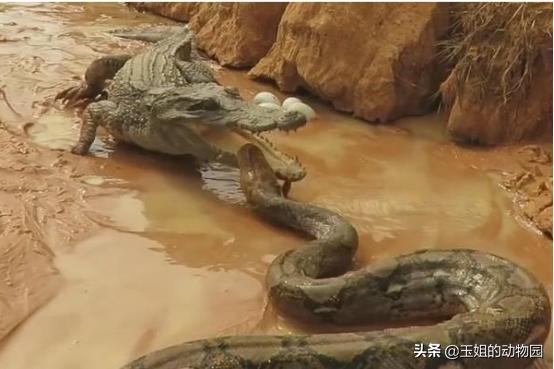 什么蛇体长超过15米,体长超过19米的蛇