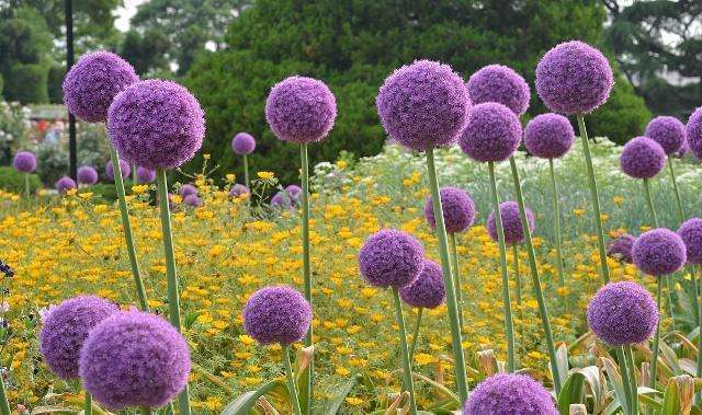 大花葱生出特别小的球能开花吗,大葱开的花就是种子吗
