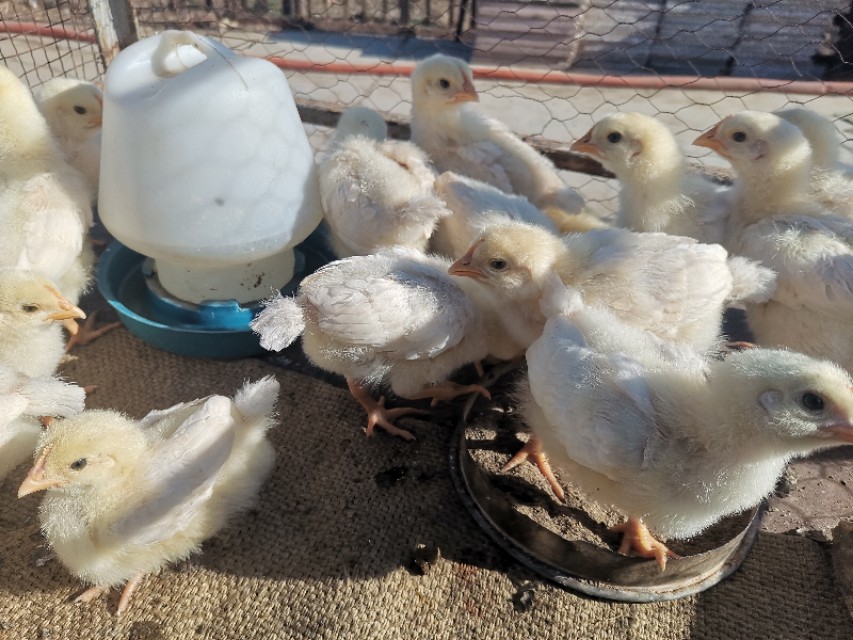 养鸡场小鸡怎么脱温的,雏鸡湿度管理图解