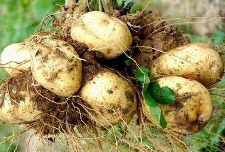 促进生长剂排行,生长调节剂哪种最好最快