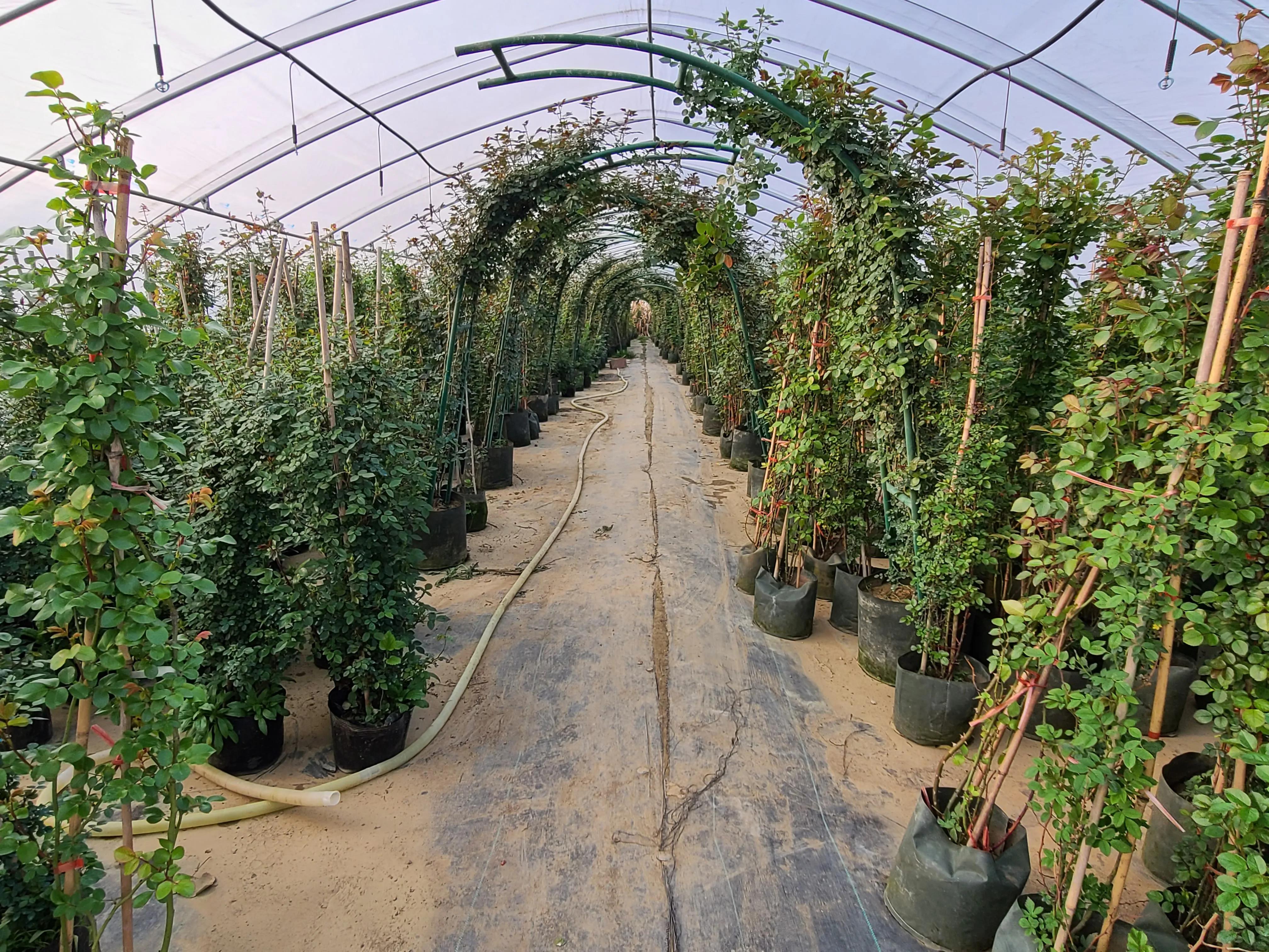 月季基地最美,常州最大月季基地