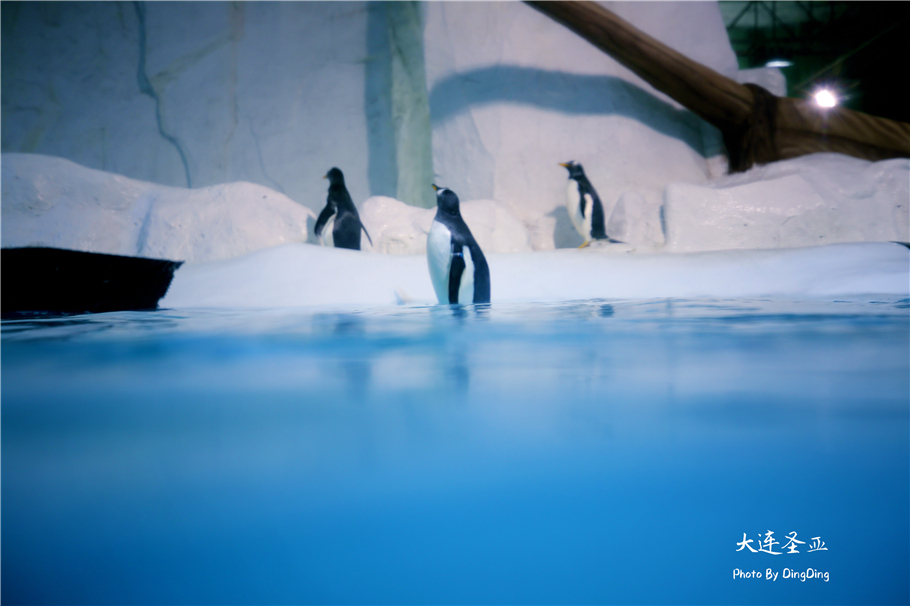 北方明珠活力四射的浪漫之都大连，国内最具特色的海洋世界圣亚