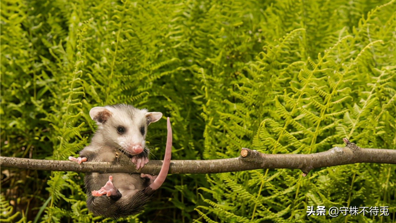 超实用的冷知识大全建议收藏,20个冷知识又科普新的知识面
