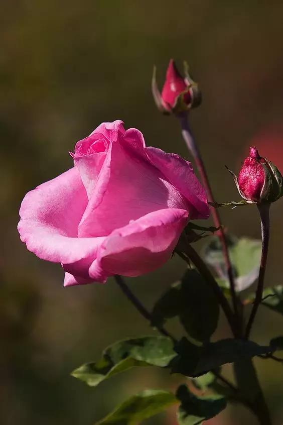 至爱之花,至爱之花歌曲