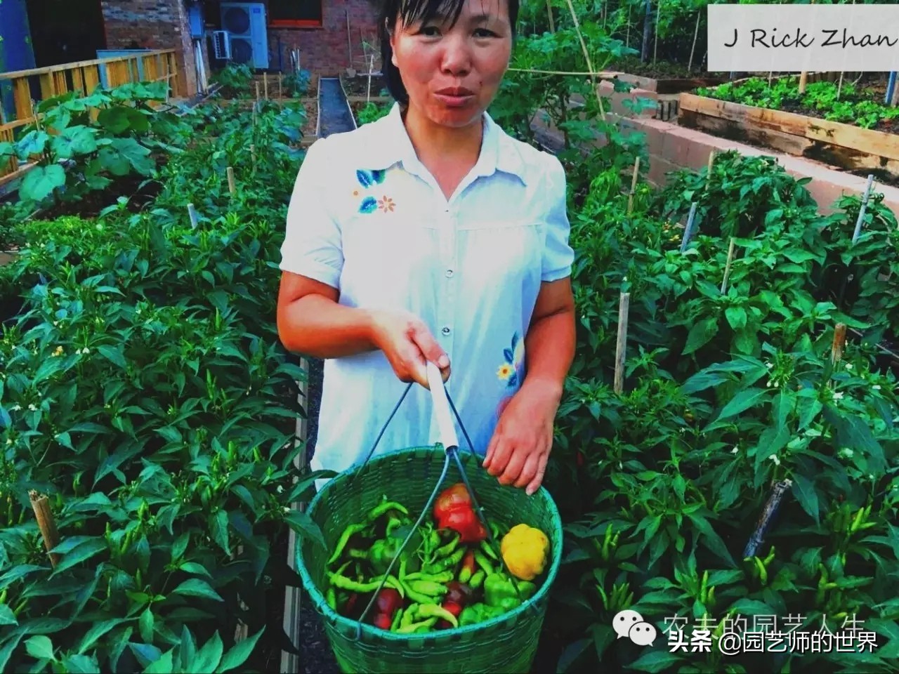 城市蔬菜园景观设计,蔬菜花园造型