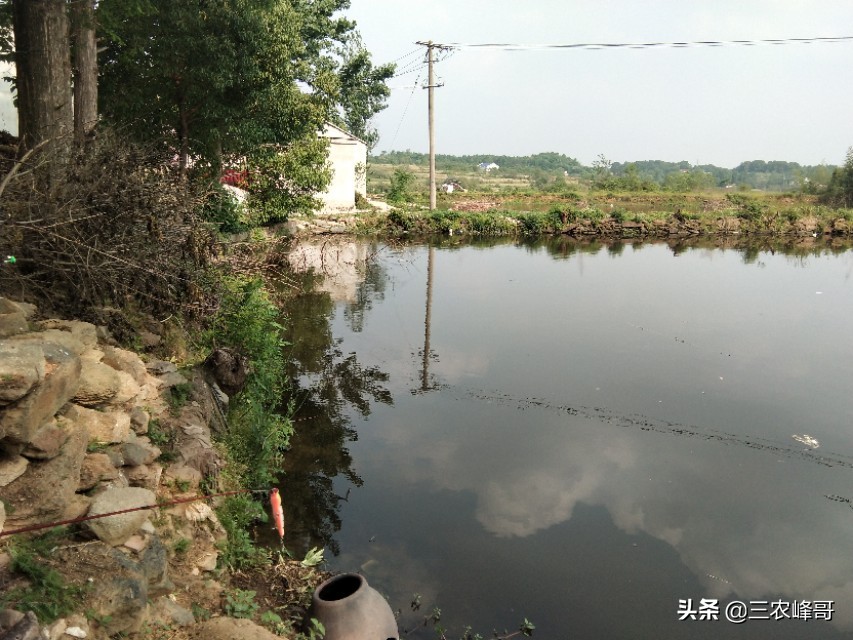 水库怎么用雷蛙打黑鱼,打黑鱼用什么雷蛙最佳