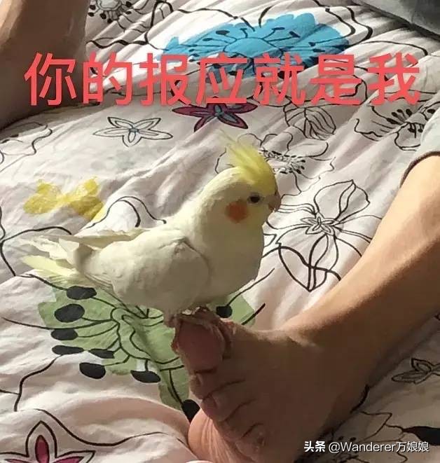 多亏这些宝藏网友，让我笑到免疫力增强