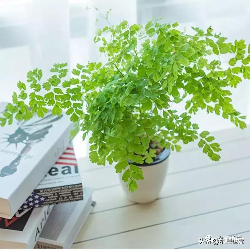 30cm水陆缸适合养什么,水陆缸植物前景中景后景搭配介绍