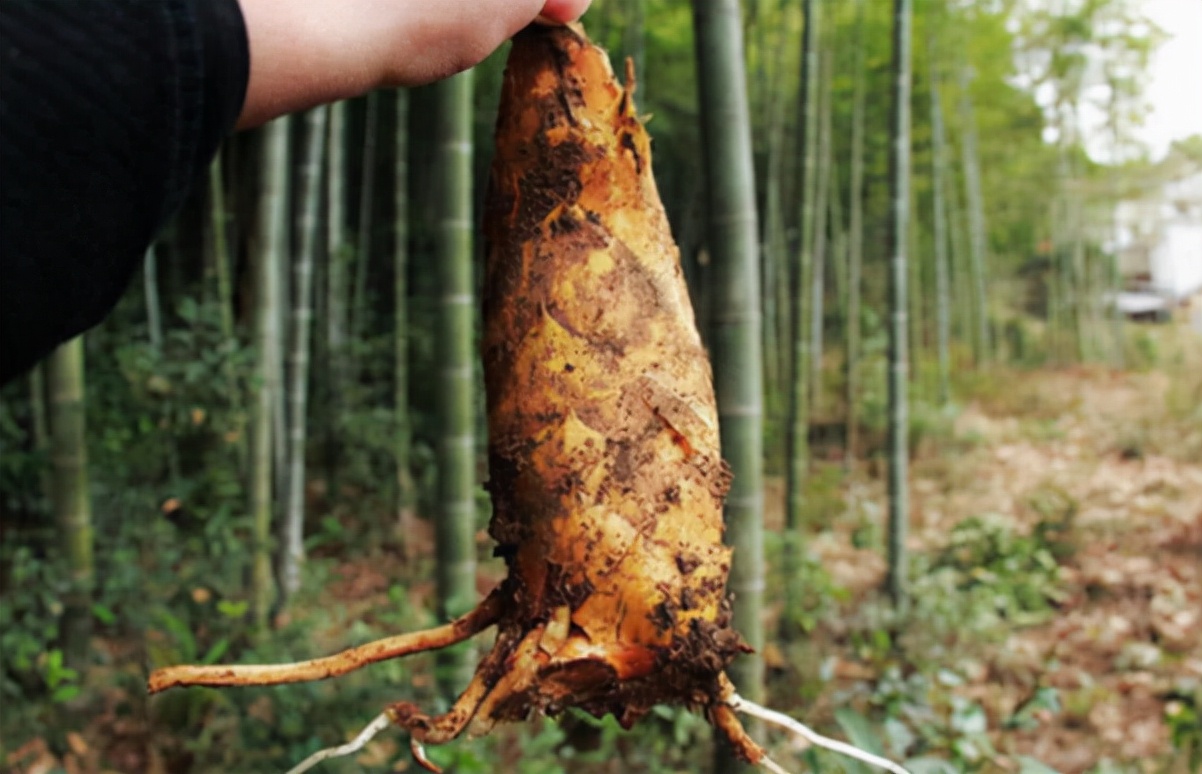 冬笋为什么都是三斤五斤起卖,冬笋一斤有多少肉