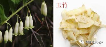 食茱萸中药饮片别名,中药饮片独角牛别名