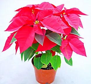 花大色艳的花卉,中国红花花卉大全