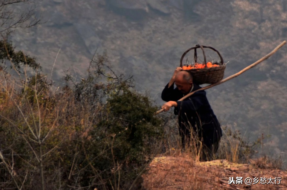 中华柿子红,秋高柿子红