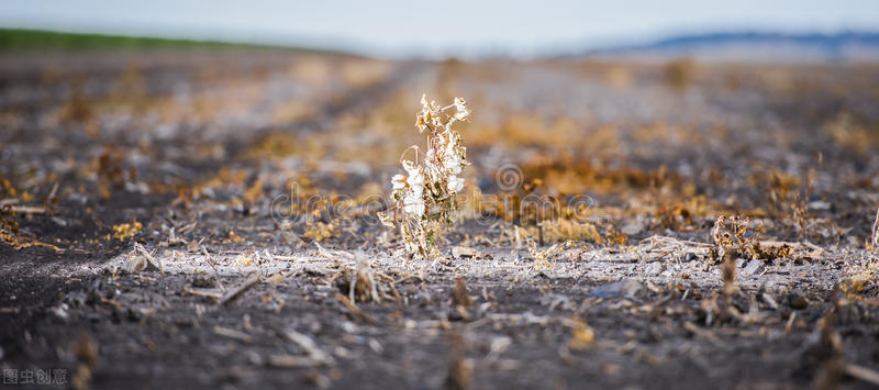 澳大利亚棉花滞销,澳大利亚棉花好不好