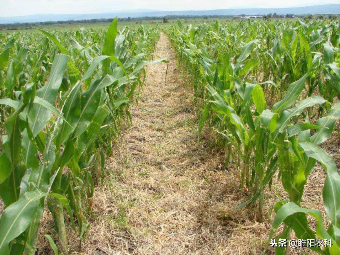 玉米地杂草用什么药根除最好,玉米田里除杂草的药有哪些