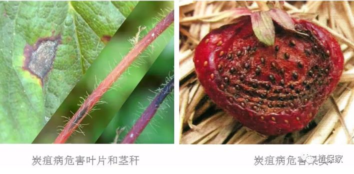 草莓常见病虫害图谱,草莓病虫害图片大全集
