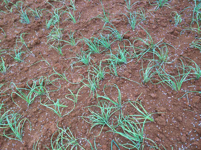 韭菜种植小妙招短视频,农村韭菜种子种植方法和技巧