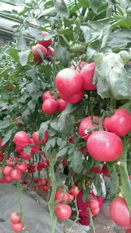 番茄高产栽培技术参考文献,番茄种植技术和管理技术论文