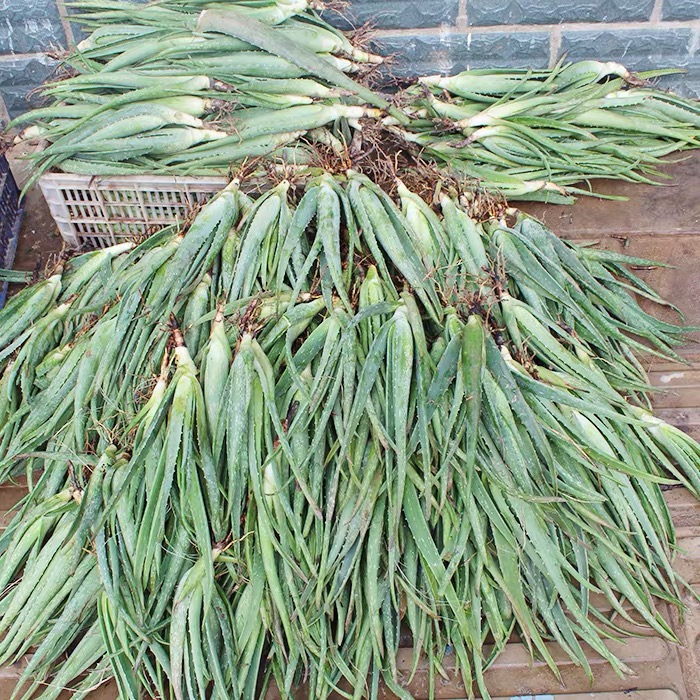 芦荟植物怎么养,芦荟如何用最好