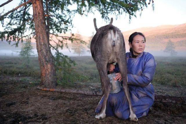 DNA和乳制品不兼容的蒙古人，怎么就成了克服乳糖不耐的关键？