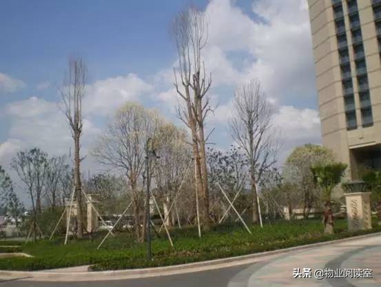 小区绿化日常养护工作内容,小区绿化养护多少钱一个平方