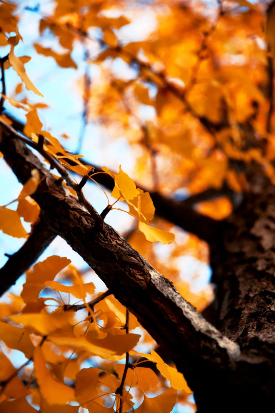 还没想好国庆去哪?自驾2.5小时,在秋日里泡温泉吃美食