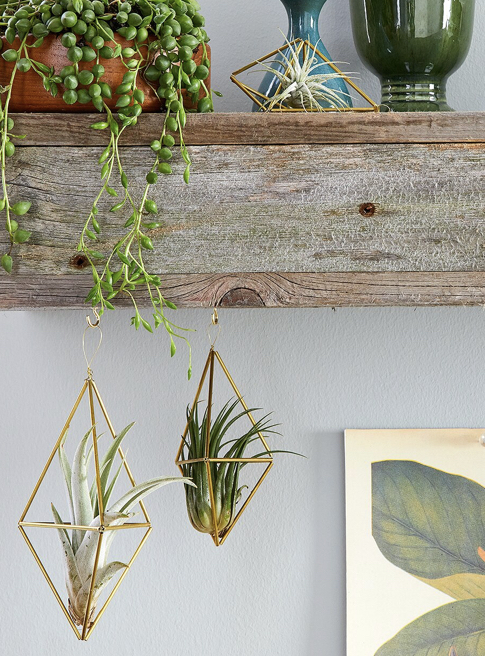 悬挂植物,好看独特的植物装饰