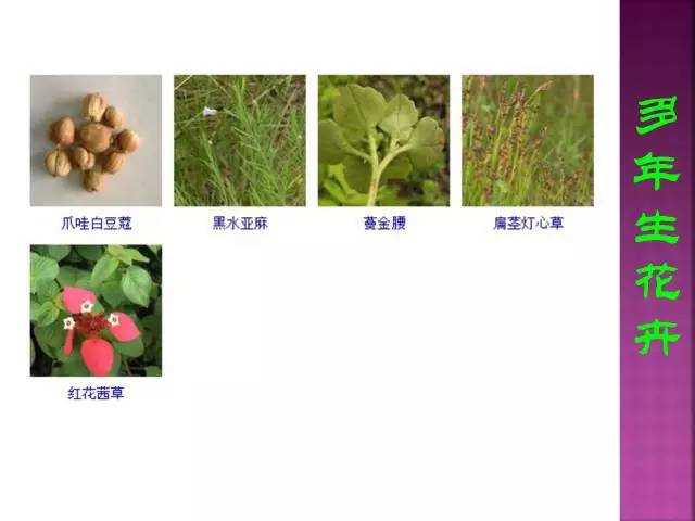 花卉大全500种观叶植物名称,1332种常见花卉植物图谱