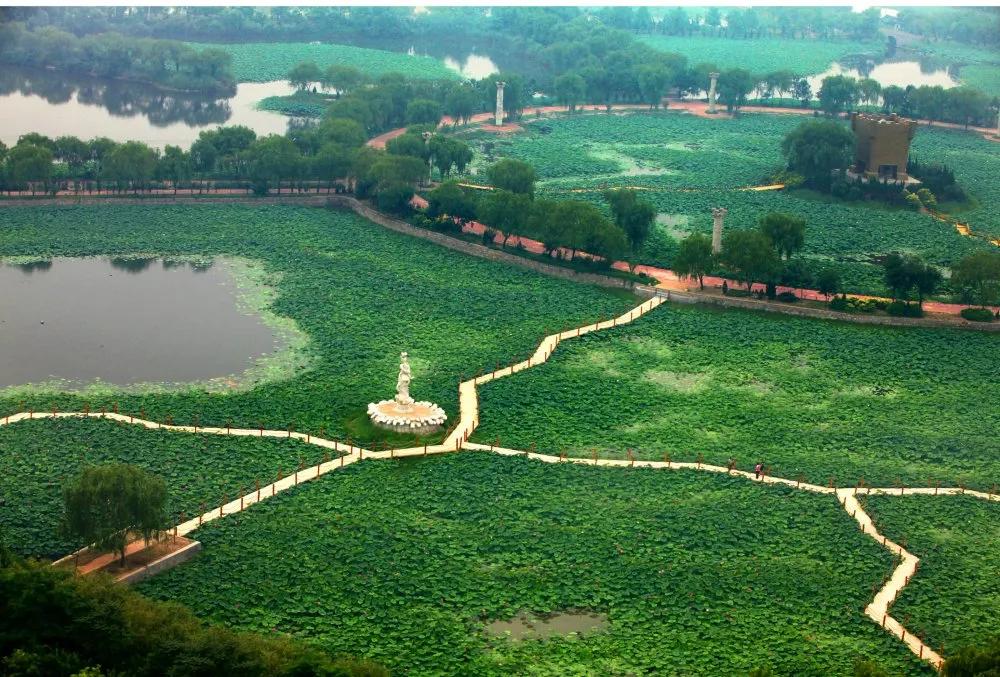 夏季最美荷花在哪里,山东最漂亮的荷花
