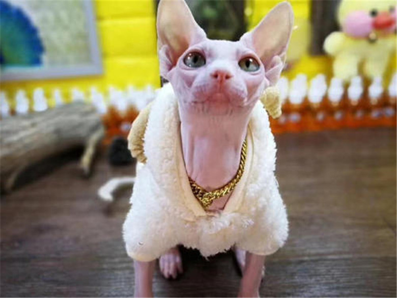 无毛猫为什么被虐,无毛猫吐槽