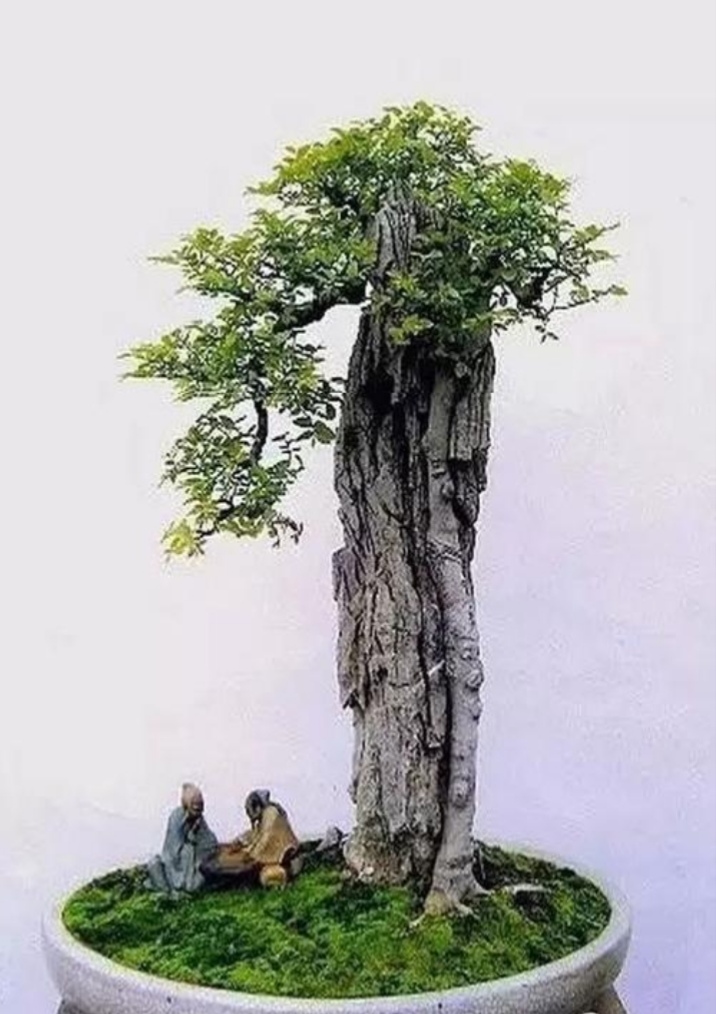 适合做附石盆景的植物,附石盆景如何固定石头