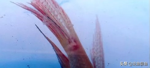 中国斗鱼生虱怎么治疗,锚头蚤寄生虫怎样治疗