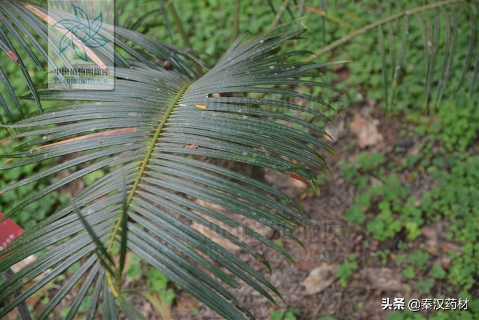 植物界的大熊猫生长在宝华山,植物界的大熊猫是指