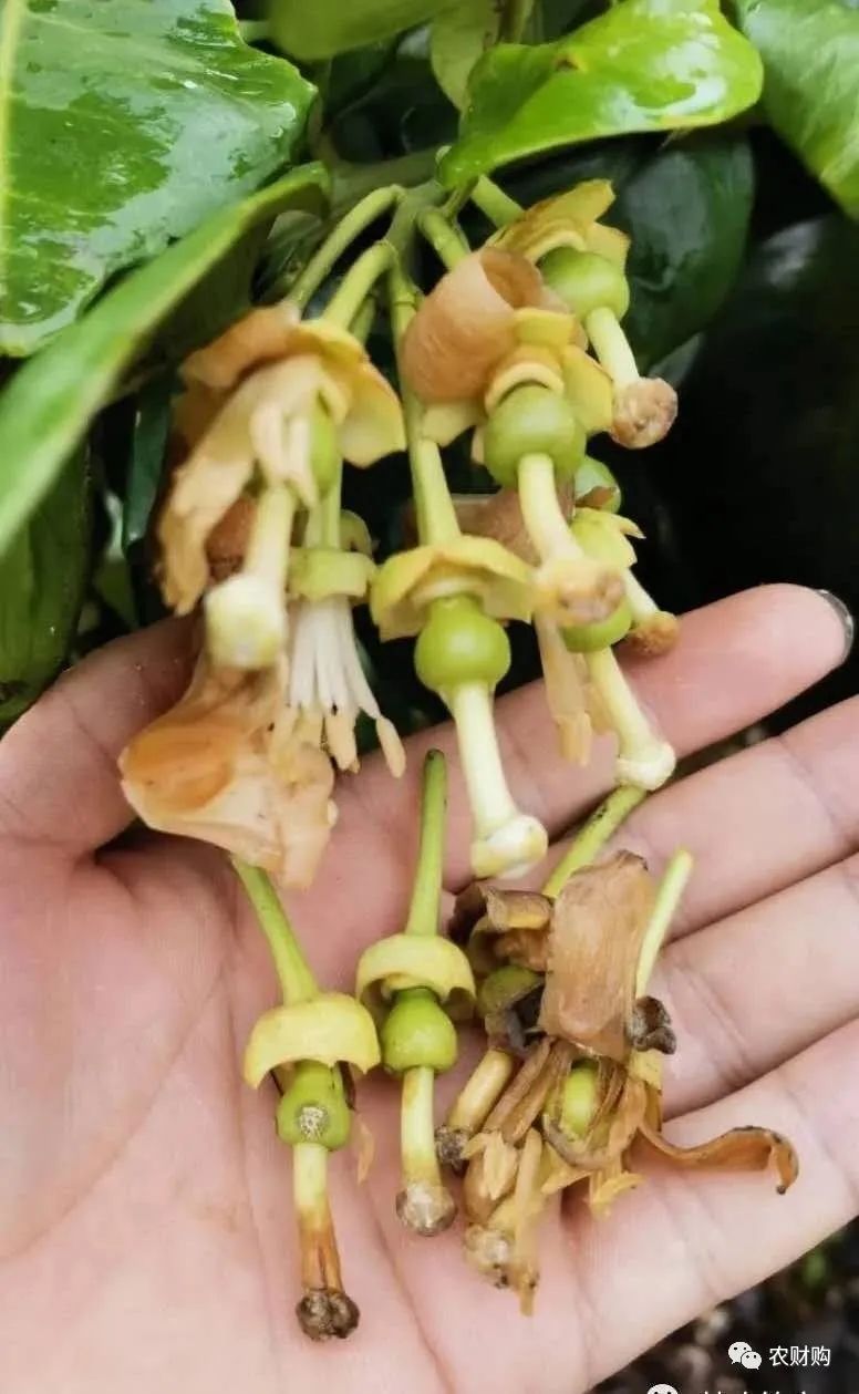 炭疽如何治疗以及预防,炭疽的预防和治疗