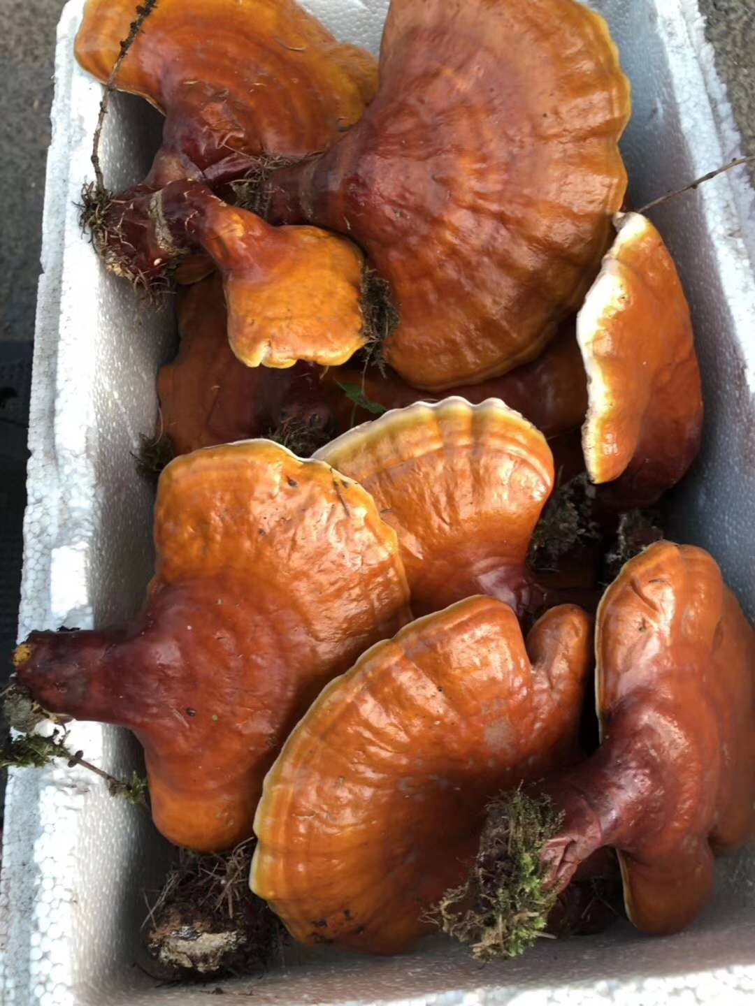 鹿茸人参灵芝枸杞泡酒配方和功效,人参鹿茸枸杞灵芝泡酒的最佳配方