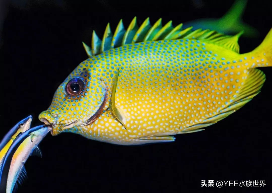 海洋医生完整版,海洋医生是什么鱼