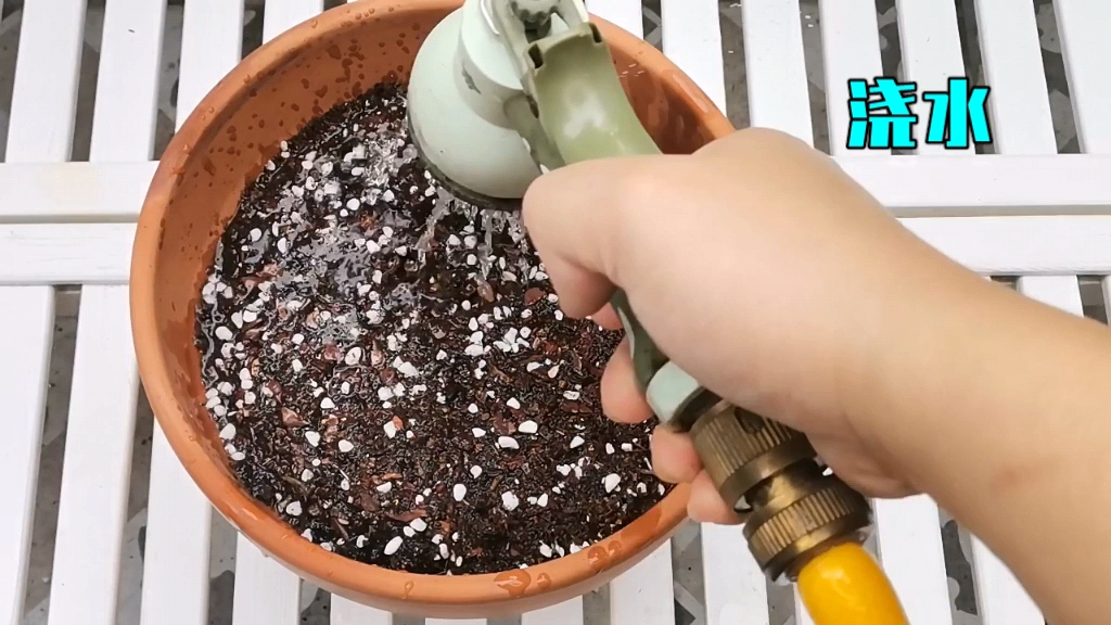 酢浆草播种技巧,酢浆草怎么播种