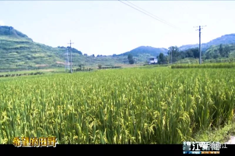 铜仁川硐未来发展前景如何,铜仁碧江川硐发展不利因素