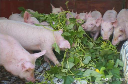 农村小成本创业适合做什么行业,创业娶媳妇