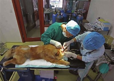 宠物美容技术和手法有哪些,宠物整形有哪些