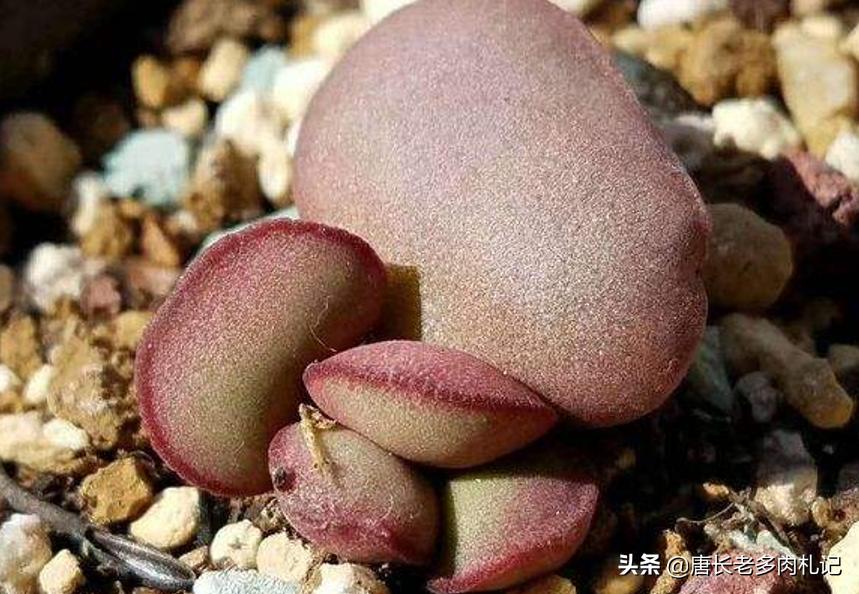 圆盆可爱玫瑰多肉,多肉小汤圆怎么繁殖下一代